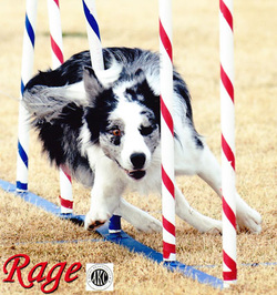 Rage Weave Poles