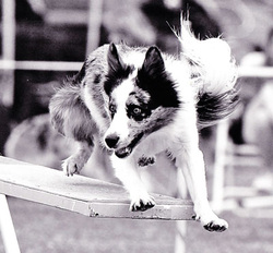 Rage Teeter