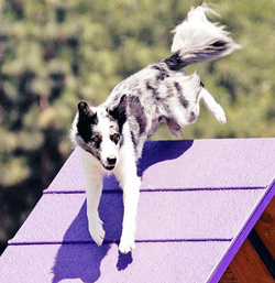Rage A-Frame